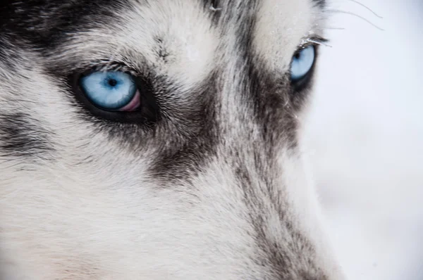 Siberiano husky close-up — Fotografia de Stock