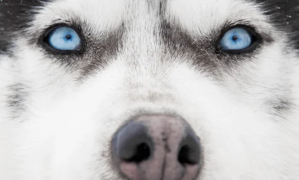 Siberian husky portrait — Stock Photo, Image