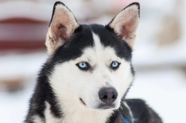 Portrait of a beautiful Husky dog — Stock Photo, Image