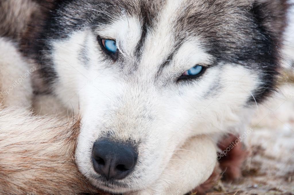 Husky portrait