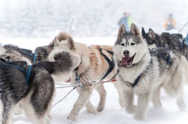 Köpek dış yapraklar ile yarış kızağı