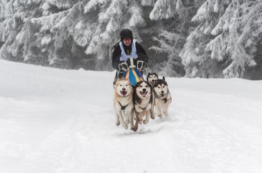 Husky köpek bir köpek kızağı yarışı çalıştıran