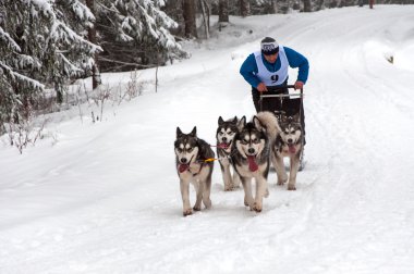 Husky köpek kızağı yarış