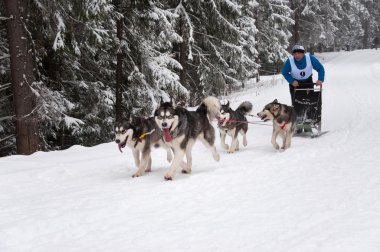 köpek halletme