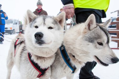 Samoyed çevrede yarış