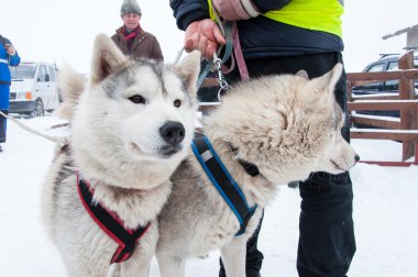 Samoyed çevrede yarış