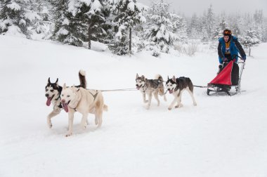Husky köpek kızağı