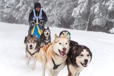 Husky köpekleri kızak köpek