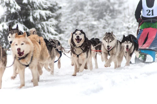 Carrera de trineo para perros —  Fotos de Stock