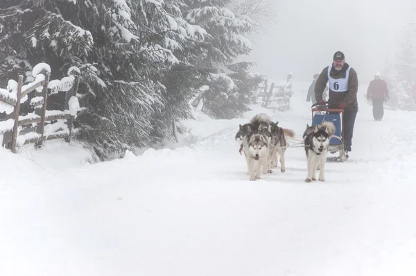 Dog sled — Stock Photo, Image