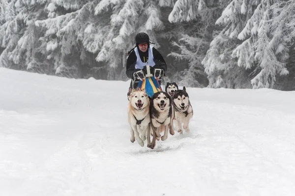 Running husky dogs at a dog sled race — Stock Photo, Image