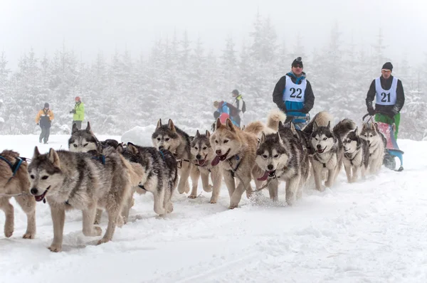 Carrera de trineo para perros —  Fotos de Stock