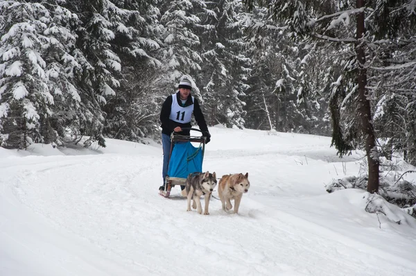 Dog sledding with huskies — Stock Photo, Image