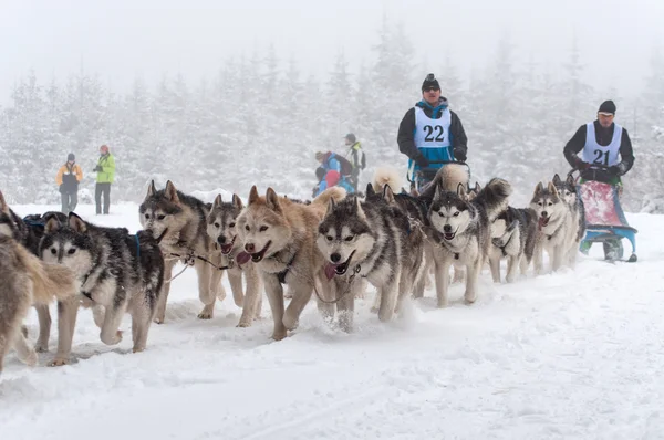 Husky собаки на собачих упряжках гонки — стокове фото