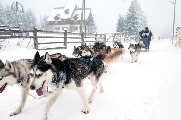 Dog sled race with huskies — Stock Photo, Image