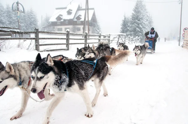 Wyścig psich zaprzęgów z Husky — Zdjęcie stockowe