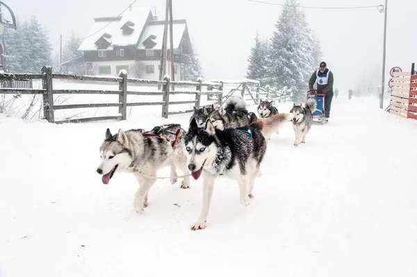 Сибірський хаски собачих упряжках гонки — стокове фото