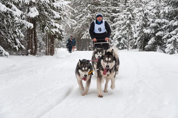 Hundeschlitten mit Huskys — Stockfoto