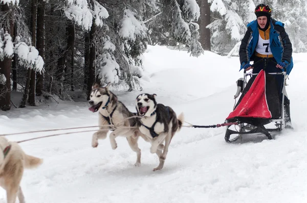 Correr perros husky en una carrera de trineos de perros —  Fotos de Stock