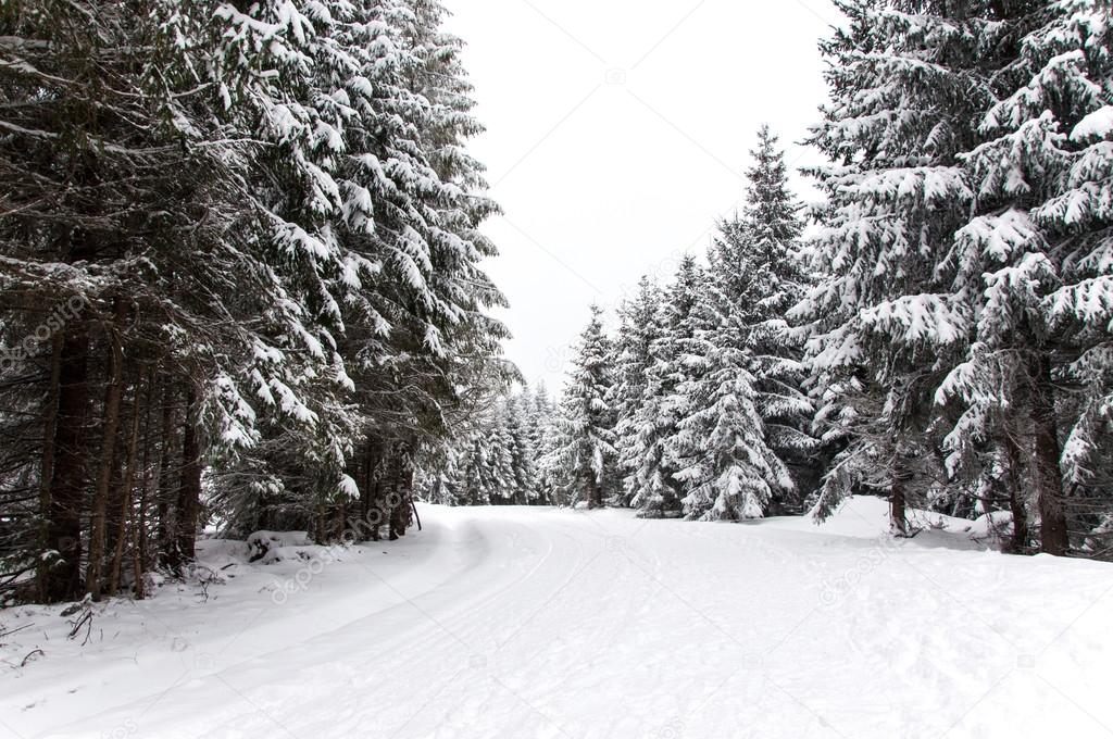 Snowy road in the forest