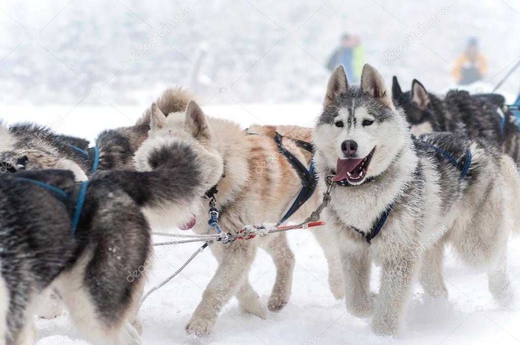 Dog sled racing with huskies