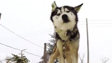 Husky köpek başını yavaş hareket sallayarak