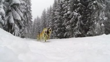 Yavaş çalışan husky köpek