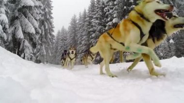 Yavaş çalışan husky köpek