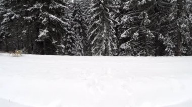 Husky köpekleri ile çevrede yarış