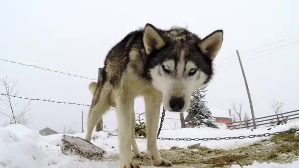 Husky perro jugando con una cámara — Vídeo de stock