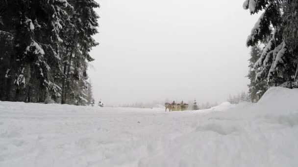 Dogsled race with Husky dogs — Stock Video