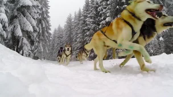 Movimiento lento de perros husky corriendo — Vídeos de Stock