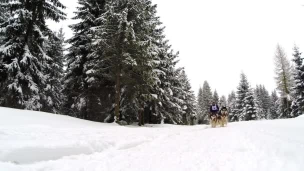 Hundsläde race med Husky hundar — Stockvideo