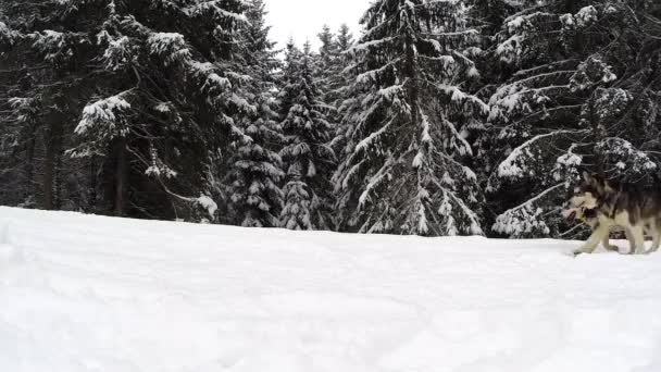 狗拉雪橇比赛 — 图库视频影像