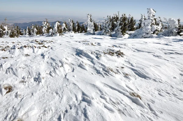 Nieve y hielo cubiertos de árboles en las montañas — Foto de Stock