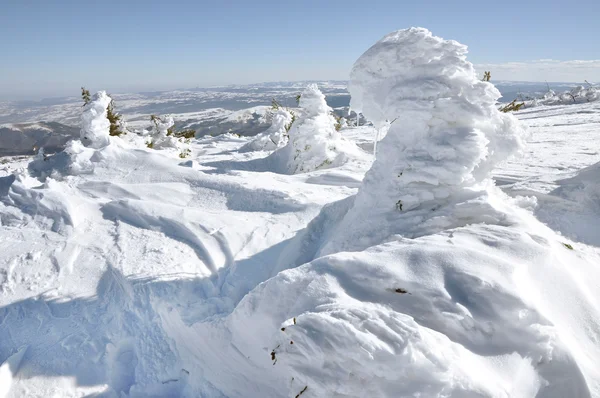 Neve e gelo coberto de árvores pelo vento nas montanhas — Fotografia de Stock