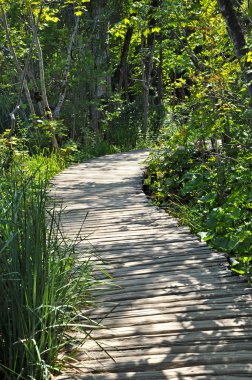 Plitvice Ulusal Parkı 'ndaki bir Göl üzerindeki Tahta Köprü