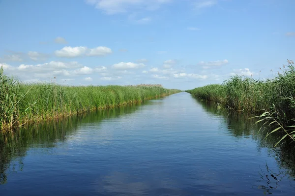 Canela de agua en el delta del Danubio, Rumania — Foto de Stock