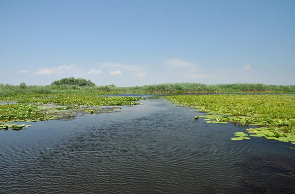 Lago con nenúfares en el delta del Danubio, Rumania — Foto de Stock