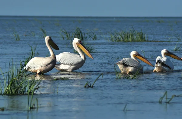 Pelicans in the Danube delta — Stock Photo, Image