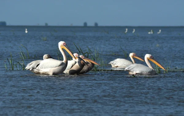 Pelicans in the Danube delta — Stock Photo, Image