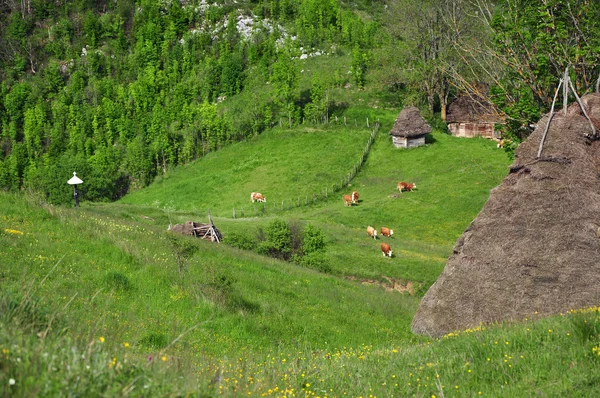 Мала ферма в горах — стокове фото