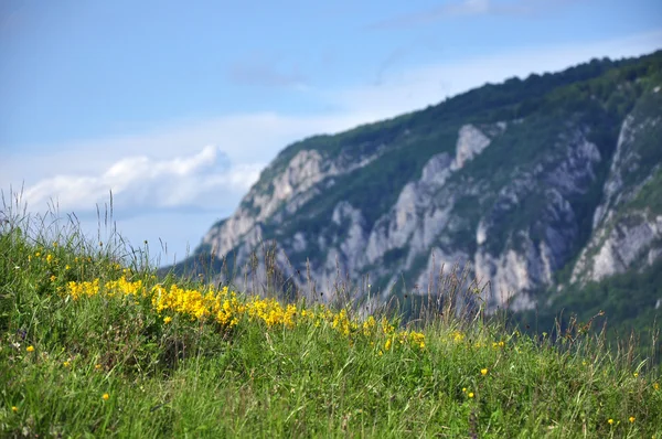 Fleurs jaunes printanières dans les montagnes — Photo