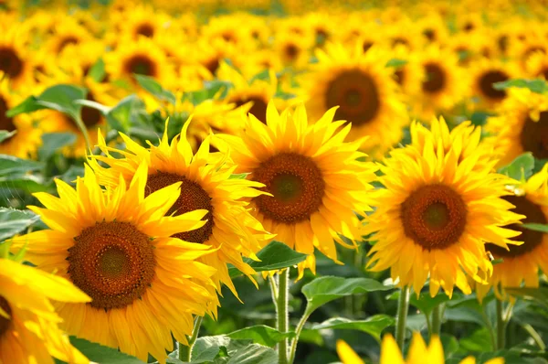 Champ de tournesol — Photo