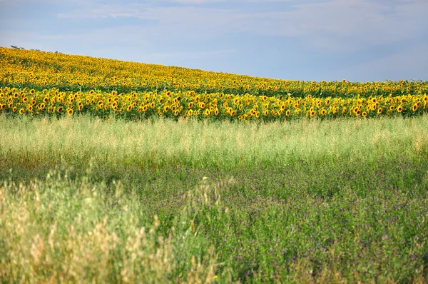 Sunflower field — Stock Photo, Image