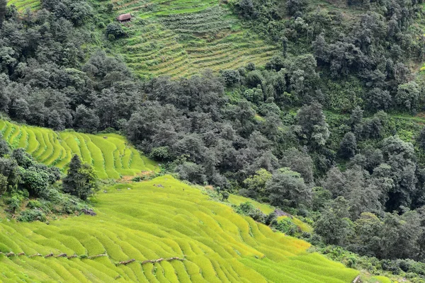 Rice fields in Nepal — Stock Photo, Image