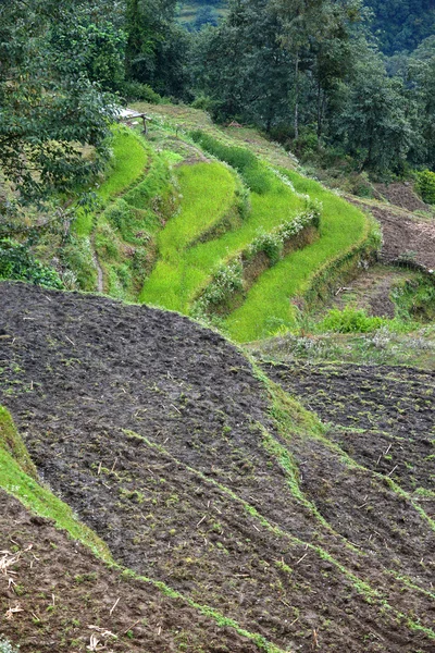 ネパールの田んぼ — ストック写真