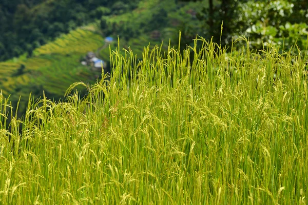 Terraced rice field ready for harvesting in the Himalayas, Nepal — Stock Photo, Image