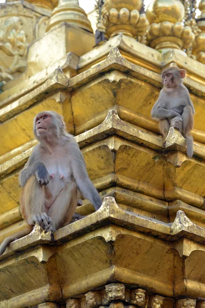 Two macaques on top of chorten in Swayambhunath, Kathmandu, Nepa — Stock Photo, Image