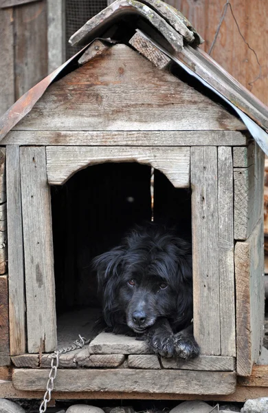 Dog in the dog house — Stock Photo, Image